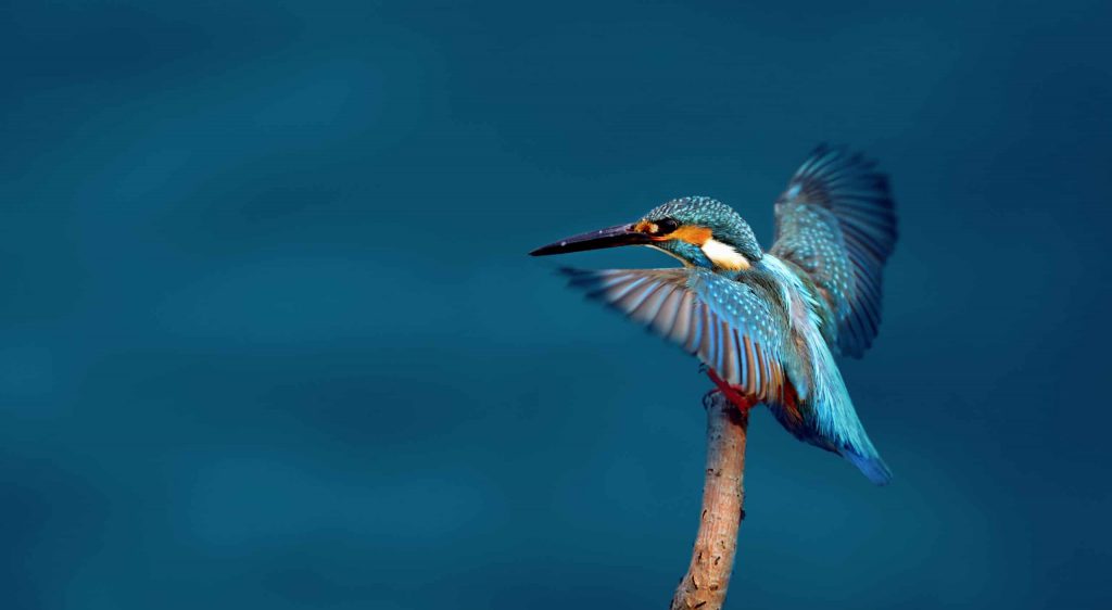 Kingfisher Insurance - image shows Kingfisher bird